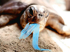 Turtle eating a plastic bag