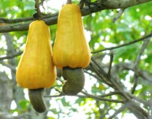 Cashew Nut fruits