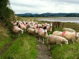 Sheep on the Regional Centenary Fun walk
