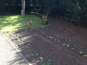 newly planted garden
