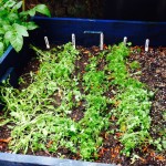 Herb box growing well!