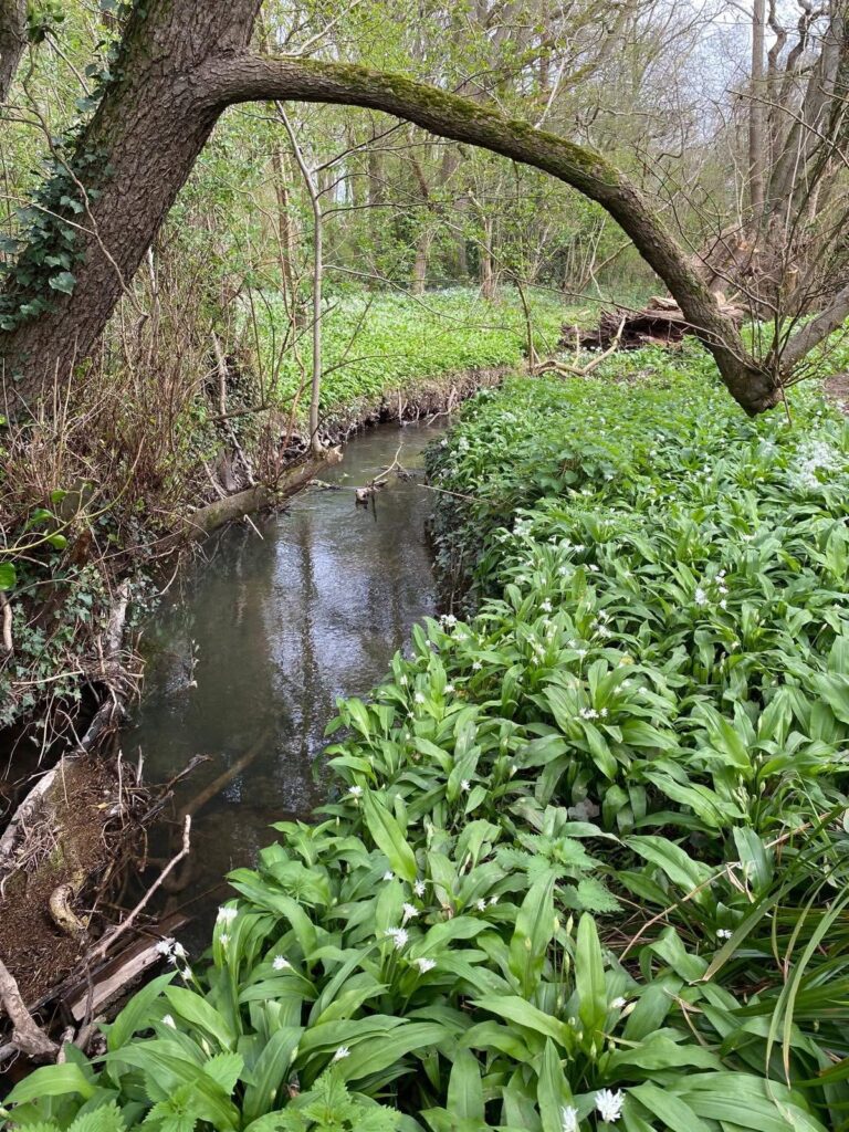 Another visit to Watercress Farm
