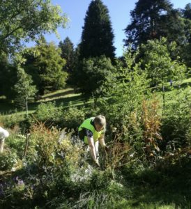 CBFB4C5B-DE46-41FC-AF77-EFC8083DB33B_1_201_a SI Crieff member Sybil clearing weeds from our garden