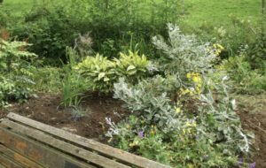 EDFCF29B-D4EC-43AC-AF64-55AB7DB0F5DB_1_201_a Weed free