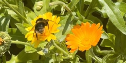 Planting for Peace (and Bees)