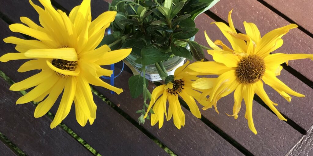 Summer in the Garden with Friends