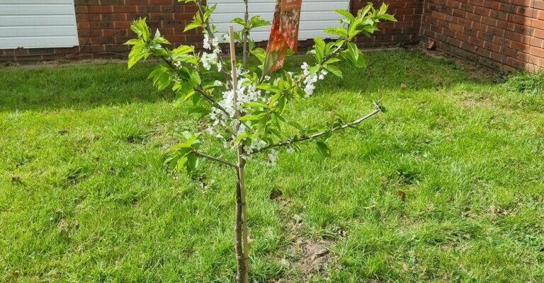 Cherry Tree 1 at RBWA