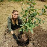 tree planting