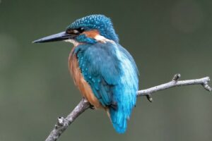 A kingfisher bird sitting on a branch.