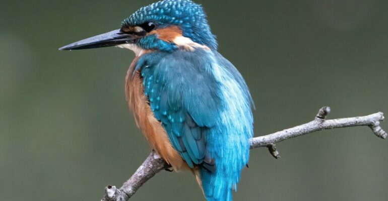 A kingfisher bird sitting on a branch.