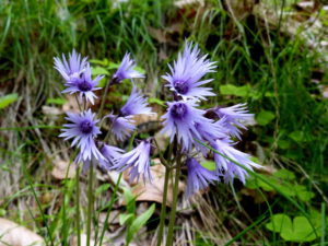 Wild Flowers in Carpathian Mountains