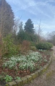 view of snowdrops alongside footpath