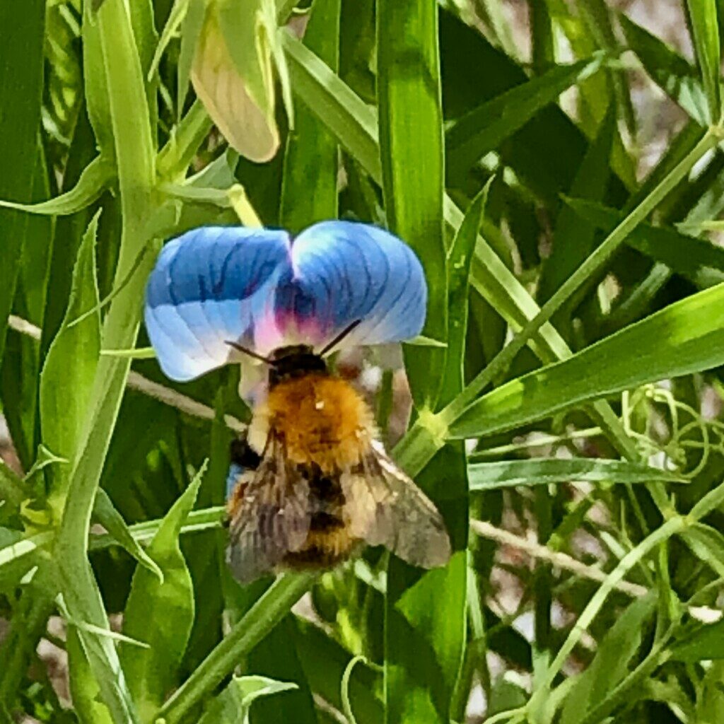 carder bee on blue sweet pea