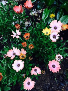 Osteopermums, aka African Daisies