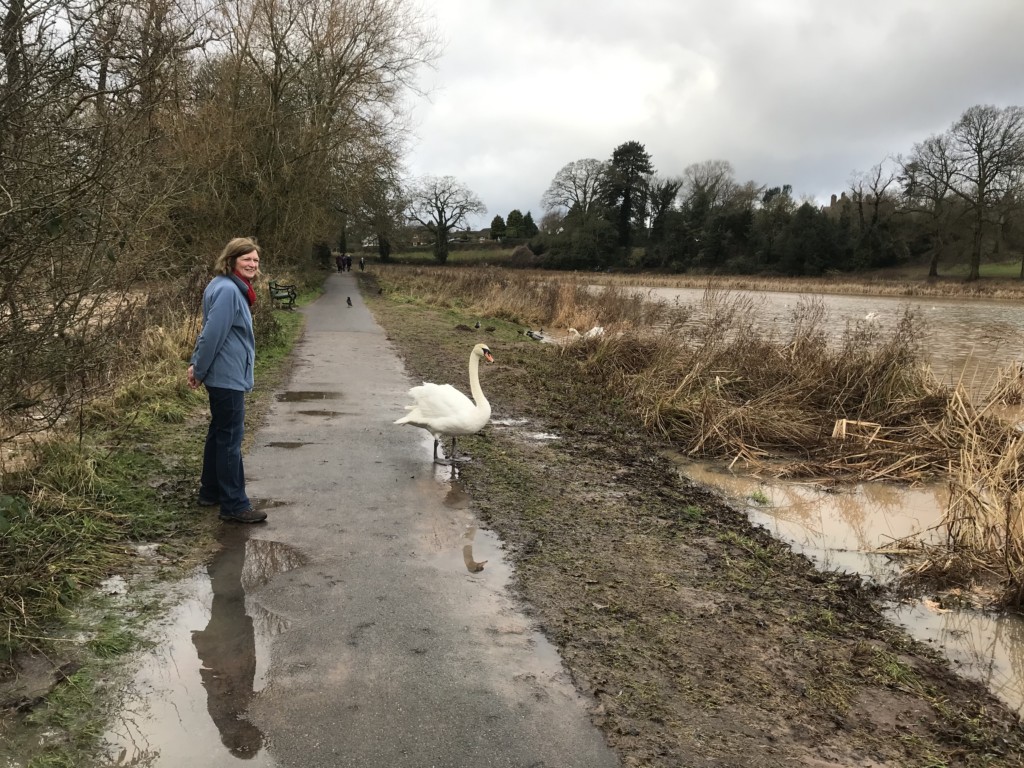 Lin with swan at flooded Abbey Fileld