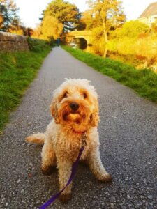 Cute Dog on Canal Tow Path