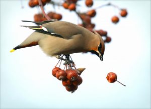 Planting trees for a brilliant future - waxwing on Hawthorn