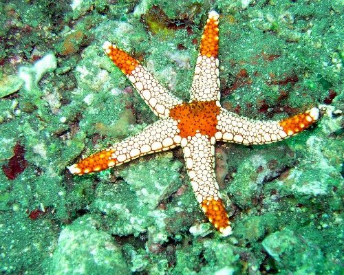 Starfish