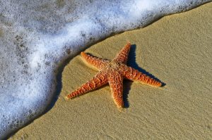 Project Starfish - Starfish