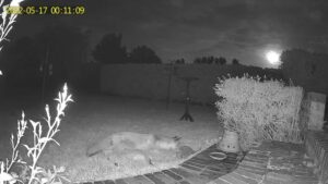 Night time shot of a fox and hedgehog sharing a feeding station