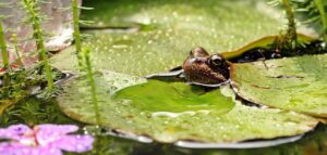 Wildlife pond with frog