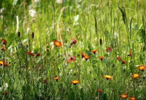 Unmown lawn with wildflowers