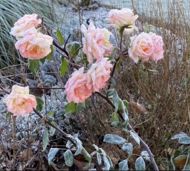 Where was first gardening session in 2026?