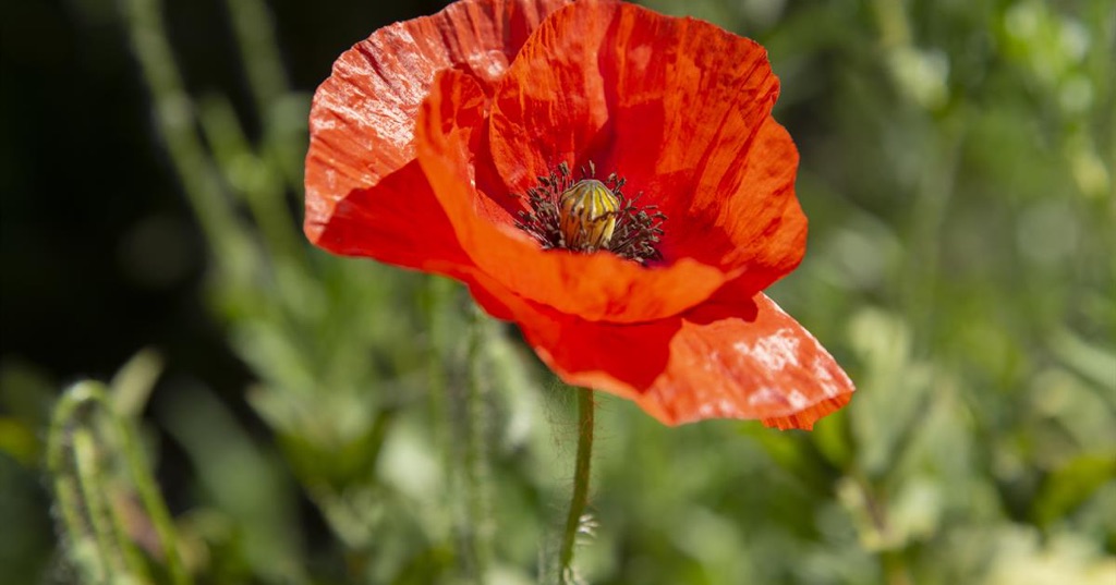 Poppy Rummery Rspb Remembrance Sunday at the National Memorial Arboretum | News | Blog ...