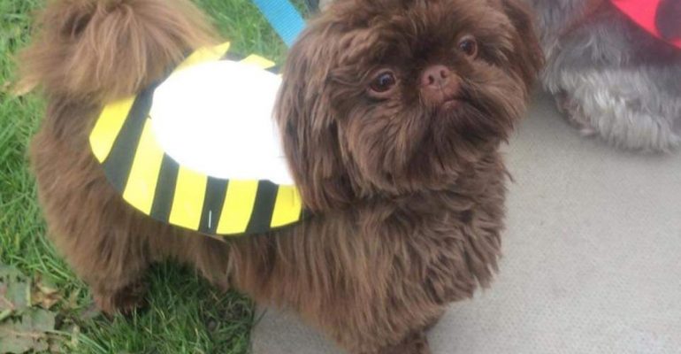 Fylde Charity Dog Walk Easter 2019 - canine contestant