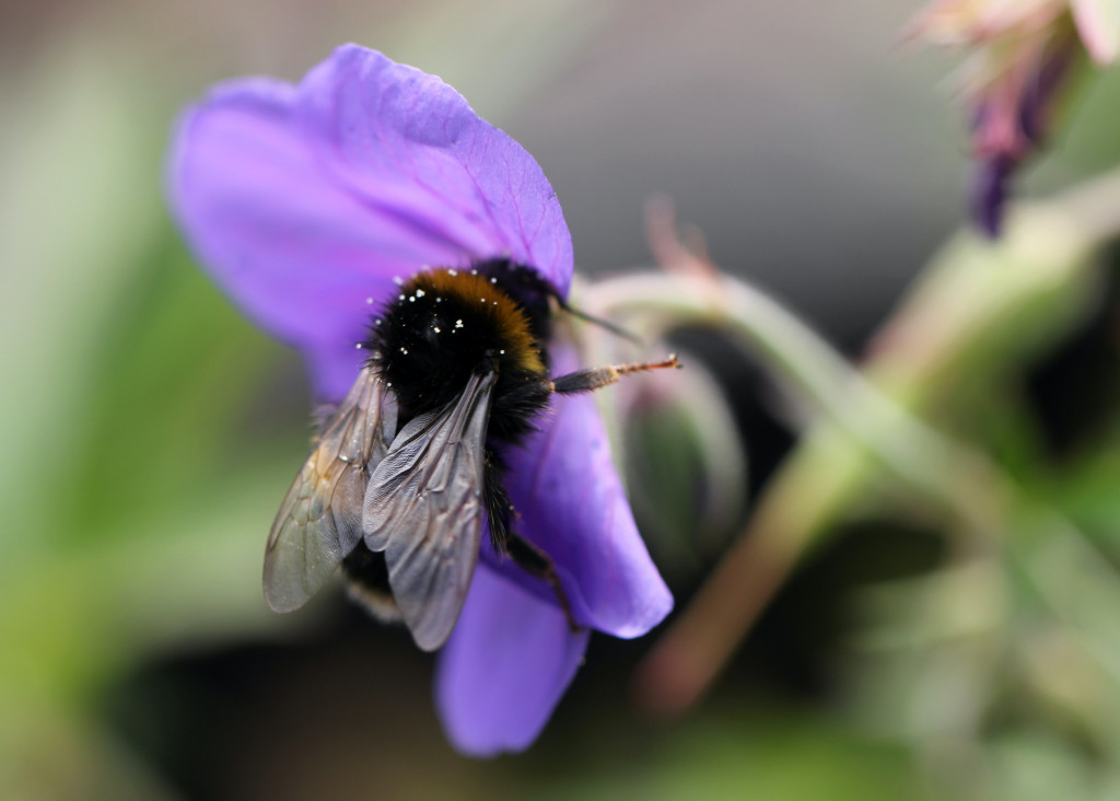 Help pollinators by avoiding pesticides 