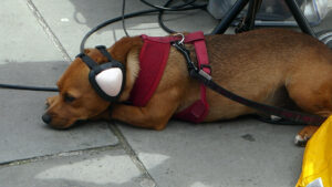 Dog ear phones
