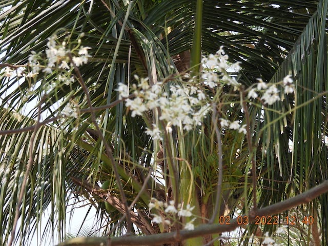 Flowering Mangroves