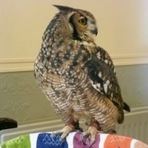 Idris, African spotted eagle owl