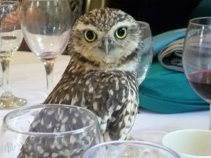 Murray the owl on table
