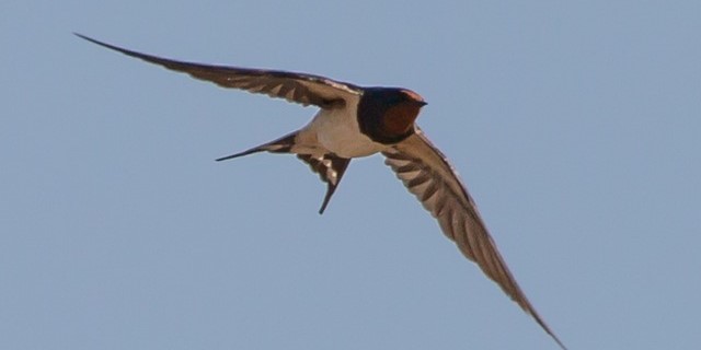 Swallows Take Flight