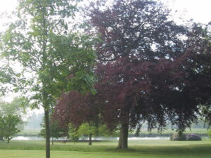 Trees Thames Henley