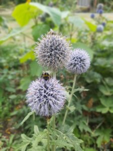 Biodiversity image bees