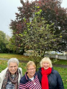 Soroptimist St Albans Centenary Hornbeam Tree - Fleetville