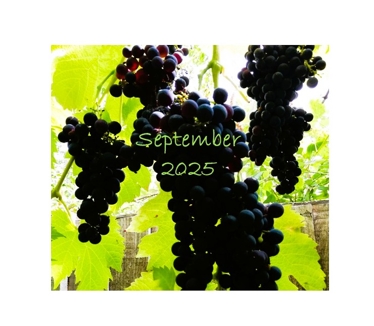 September 2025 - Charity Bridge - Link-Able - Watts Gallery - Soroptimists