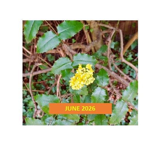 June 2026 - SI Woking, 50 Years -